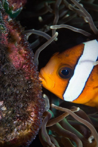 Anemonefish and Eggs that have eyes.  Tulamben Bali Canon... by Mick Tait 